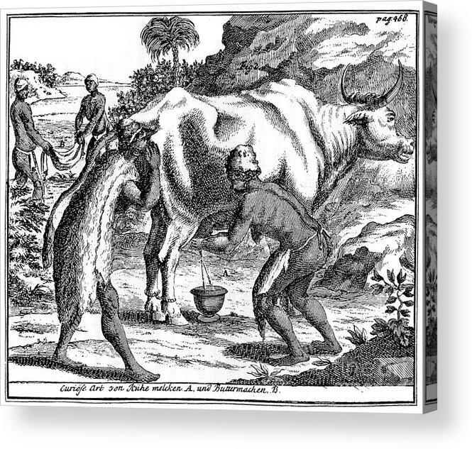 Engraving Acrylic Print featuring the drawing Khoikhois Milking Cows And Making by Print Collector