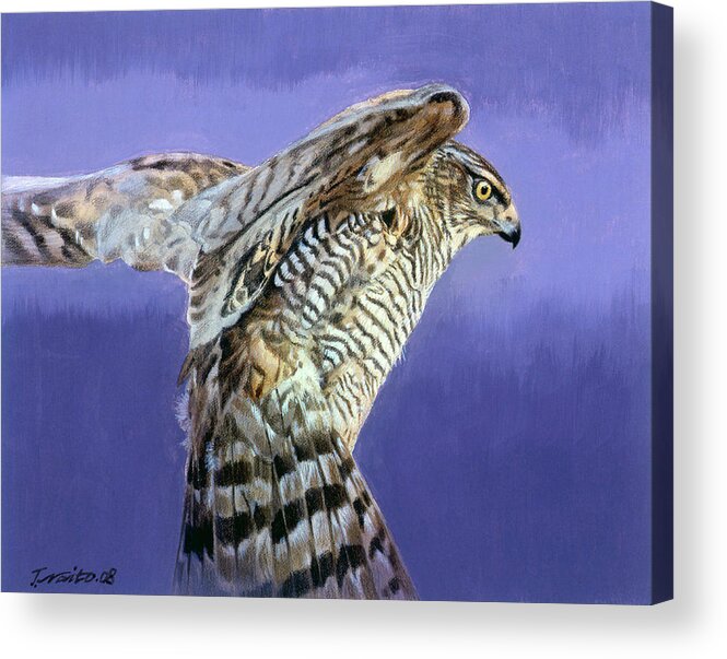 Hawk Acrylic Print featuring the painting Landing by Joh Naito