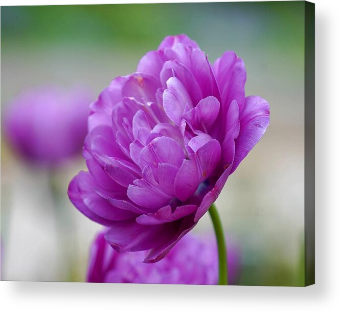 Beautiful Acrylic Print featuring the photograph Lavender Tulip by Susan Rydberg