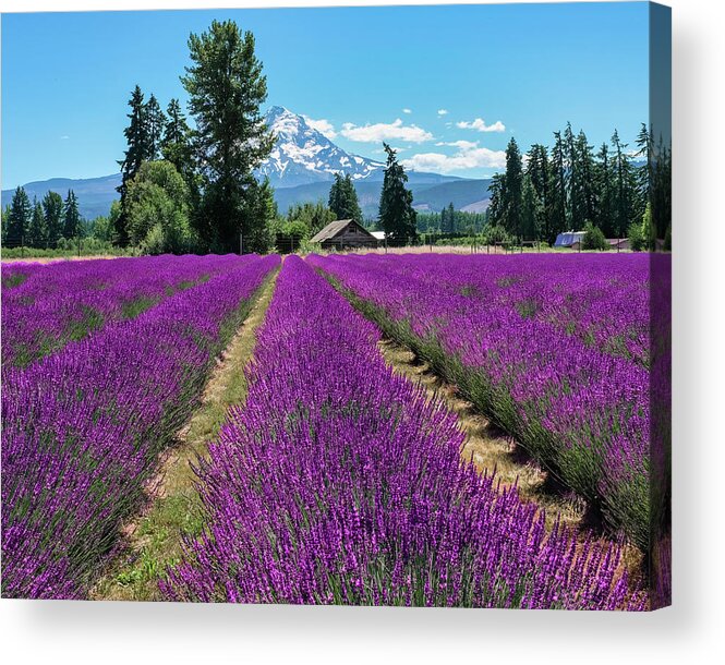 Lavender Valley Farm Acrylic Print featuring the photograph Lavender Valley Farm by Robert Bellomy