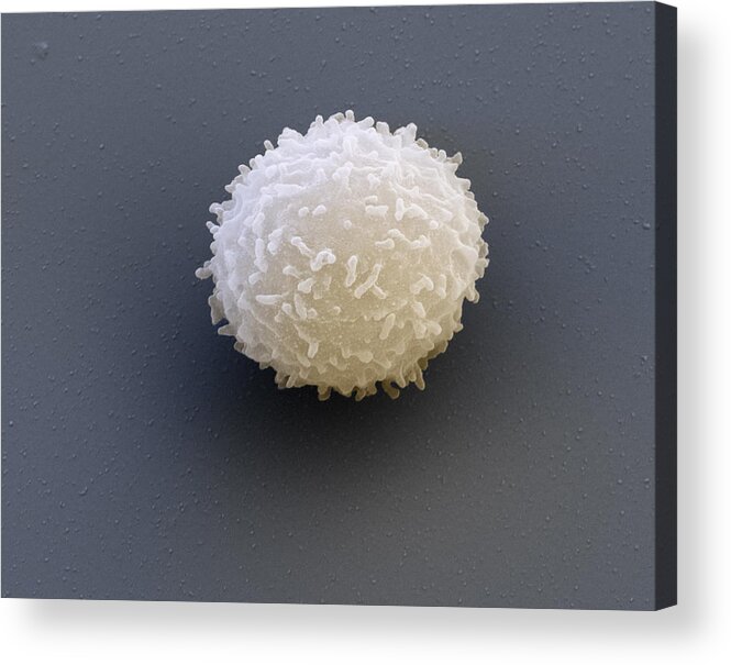 Blood Acrylic Print featuring the photograph Leukocyte, Sem by Meckes/ottawa