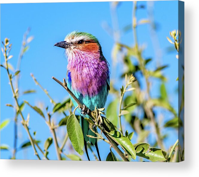 Bird Acrylic Print featuring the photograph Lilac Breasted Roller by Marcy Wielfaert