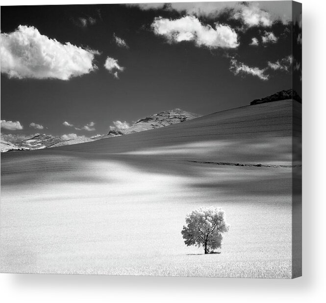Shadow Acrylic Print featuring the photograph Lonely Tree On Mountain by Martin Zalba