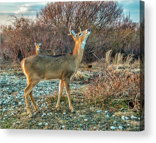 Deer Acrylic Print featuring the photograph Look Up by Cathy Kovarik