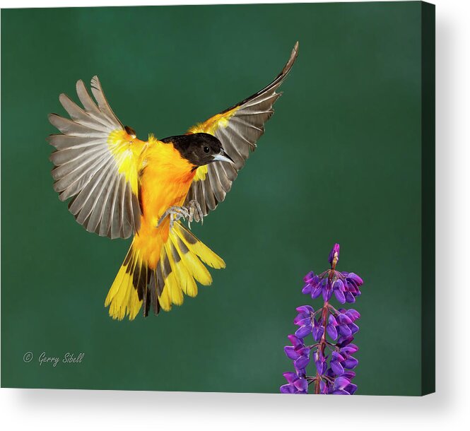 Nature Acrylic Print featuring the photograph Lord Baltimore and the Lupine by Gerry Sibell
