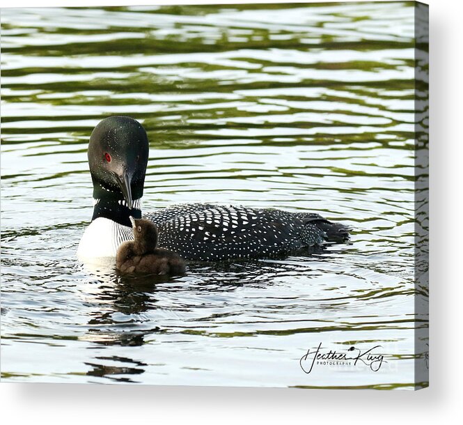 Loon Acrylic Print featuring the photograph Loving life coach by Heather King