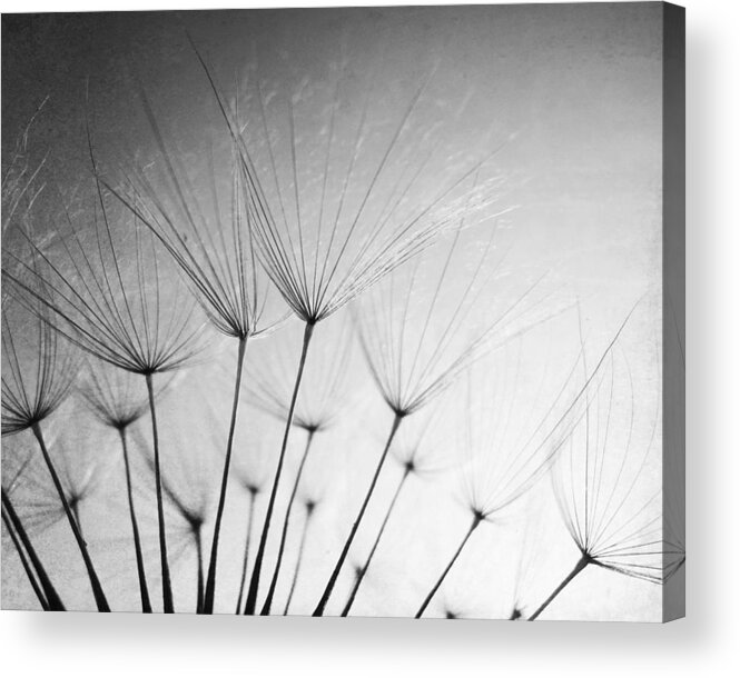 Dandelion Acrylic Print featuring the photograph Make a Wish black and white by Lupen Grainne