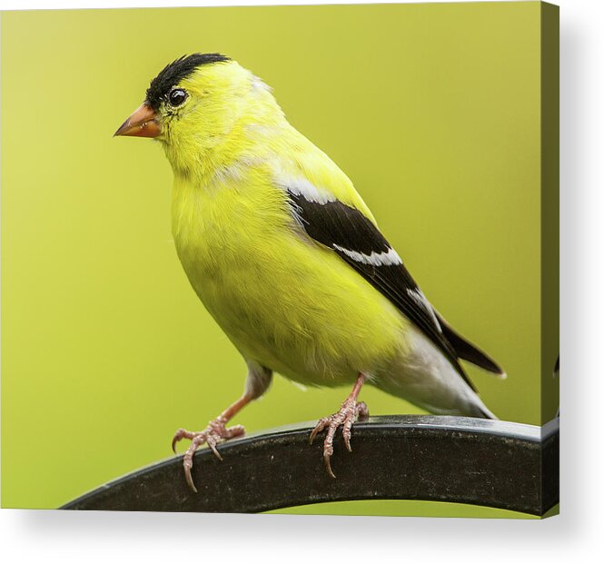 Bethesda Acrylic Print featuring the photograph Male Goldfinch by Edward H. Pien