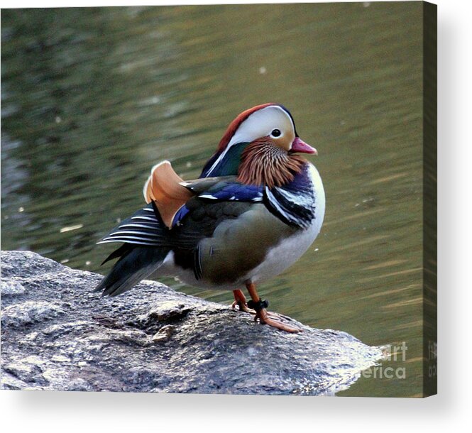 Mandarin Duck Acrylic Print featuring the photograph Mandarin Duck 2 by Patricia Youngquist