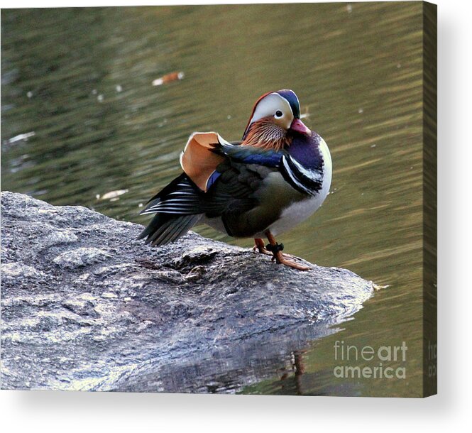 Mandarin Duck Acrylic Print featuring the photograph Mandarin Duck 4 by Patricia Youngquist