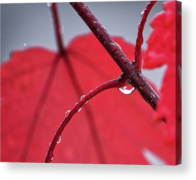 Nature Acrylic Print featuring the photograph Maple Leaf abstract II by Richard Rizzo