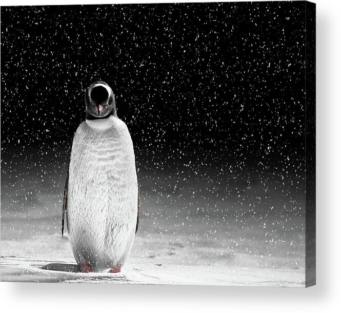 Snow Acrylic Print featuring the photograph Midnight Watchman by Kyle W. Anstey