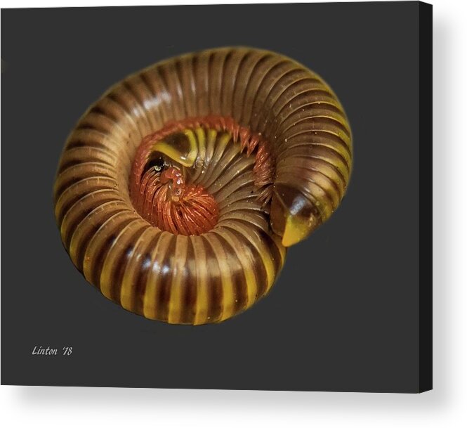 Millipede Acrylic Print featuring the photograph Millipede by Larry Linton