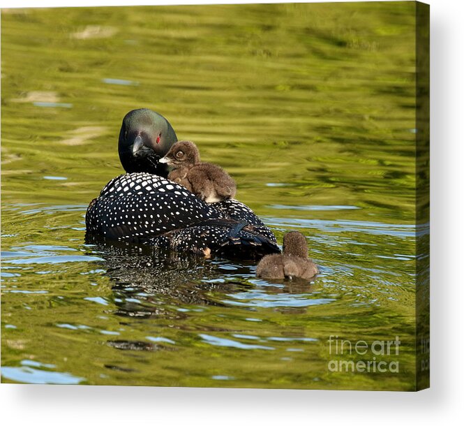 Animals Acrylic Print featuring the photograph Mom loon and her babies by Heather King