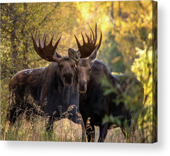 Wild Life Acrylic Print featuring the photograph Moose love by Mary Hone