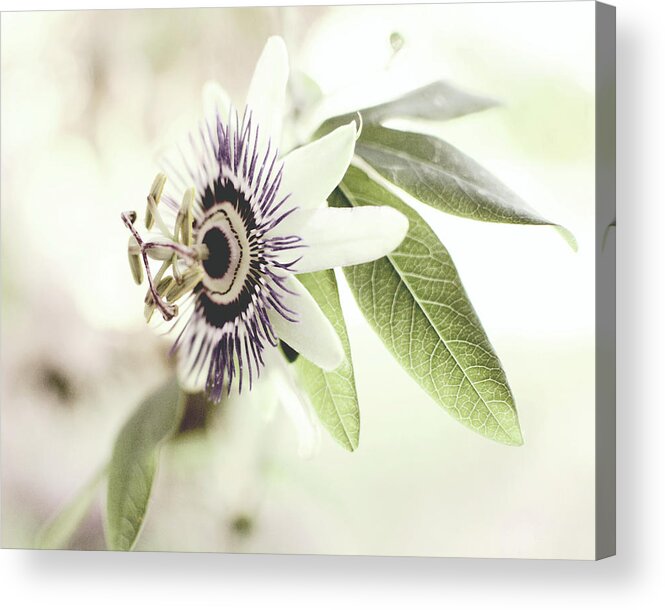 Passionflower Acrylic Print featuring the photograph Morning Star by Lupen Grainne