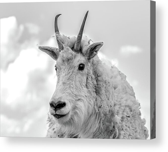Mountain Goat Acrylic Print featuring the photograph Mountain Goat in Black and White 14x11 by Mindy Musick King