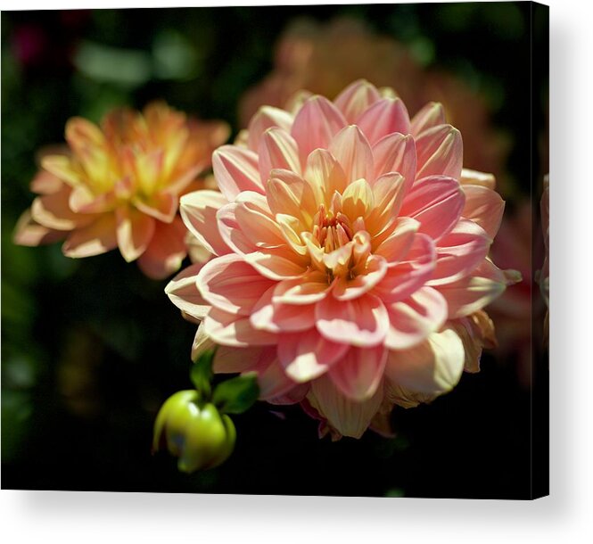 Dahlia Acrylic Print featuring the photograph My Forever by Todd Kreuter