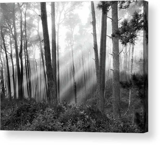 Mystical Forest Acrylic Print featuring the photograph Mystical Forest, Monterey, California 81 by Monte Nagler