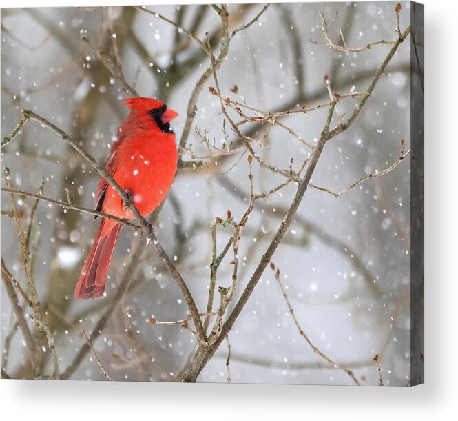 Cardinal Acrylic Print featuring the photograph Northern Cardinal in Snow #1 by Mindy Musick King