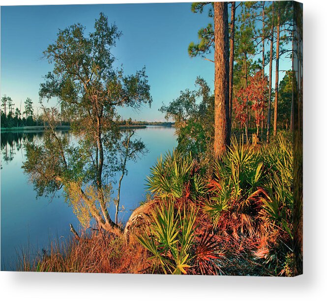 00546371 Acrylic Print featuring the photograph Ochlockonee River State Park, Florida by Tim Fitzharris