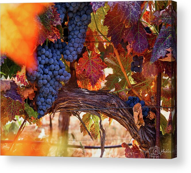 Vine Acrylic Print featuring the photograph On the Vine by Steph Gabler
