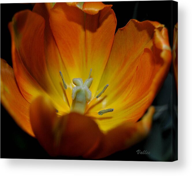 Flower Acrylic Print featuring the photograph Open Tulip by Vallee Johnson