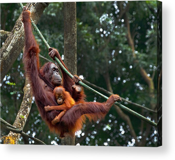  Acrylic Print featuring the photograph Orang Utan And Her Baby by Angela Muliani Hartojo