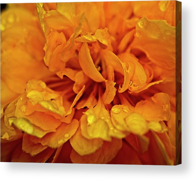 Nature Acrylic Print featuring the photograph Orange Kist by John Benedict
