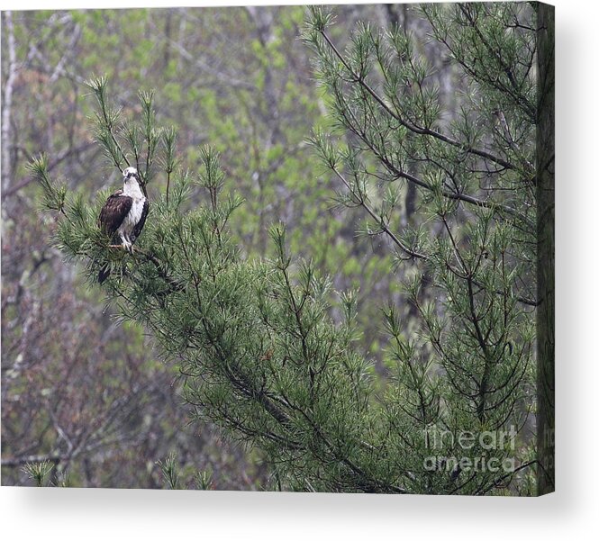Osprey Acrylic Print featuring the photograph Osprey in Pine Tree 6161 by Jack Schultz