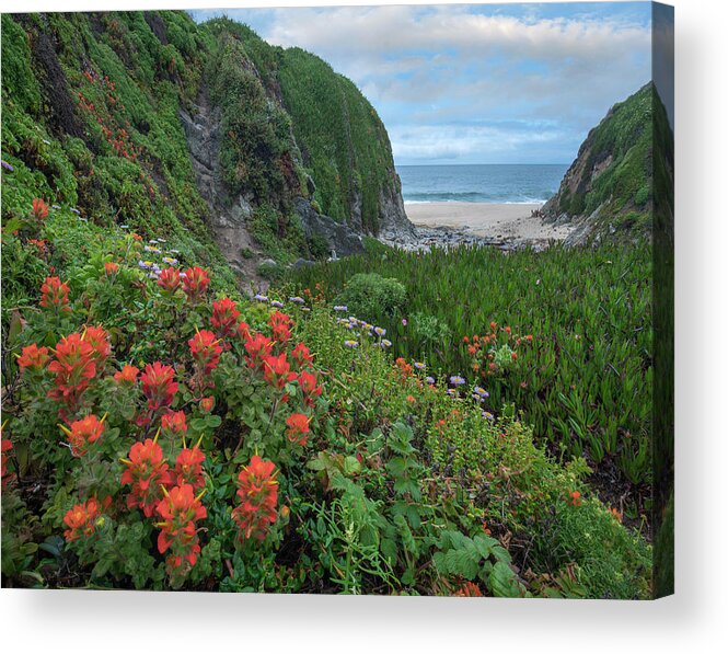 00571625 Acrylic Print featuring the photograph Paintbrush And Seaside Fleabane, Garrapata State Beach, Big Sur, California by Tim Fitzharris