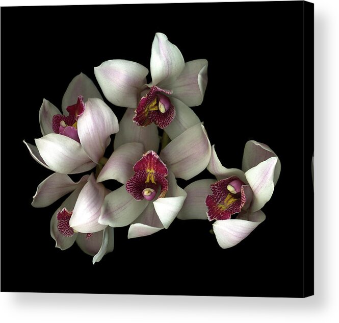 Pale Pink& Fushia Orchid Acrylic Print featuring the painting Pale Pink& Fushia Orchid #2 by Susan S. Barmon