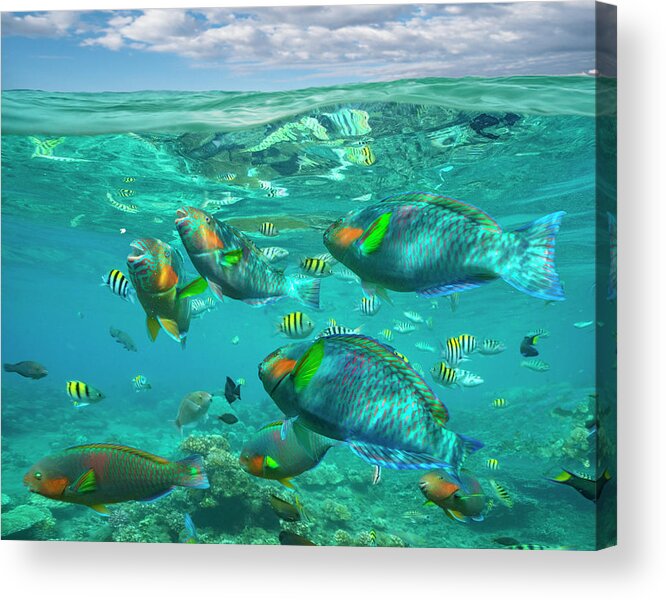 00586440 Acrylic Print featuring the photograph Parrotfish, Damselfish, Sergeant Major Damselfish And Basslets, Negros Oriental, Philippines by Tim Fitzharris