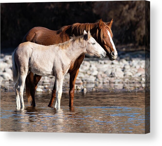 Wild Horses Acrylic Print featuring the photograph Peace by Mary Hone