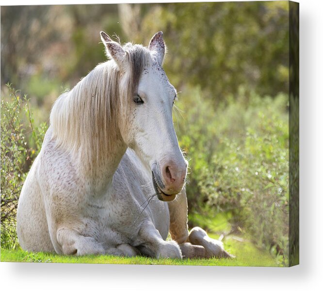 Wild Horses Acrylic Print featuring the photograph Peaceful by Mary Hone