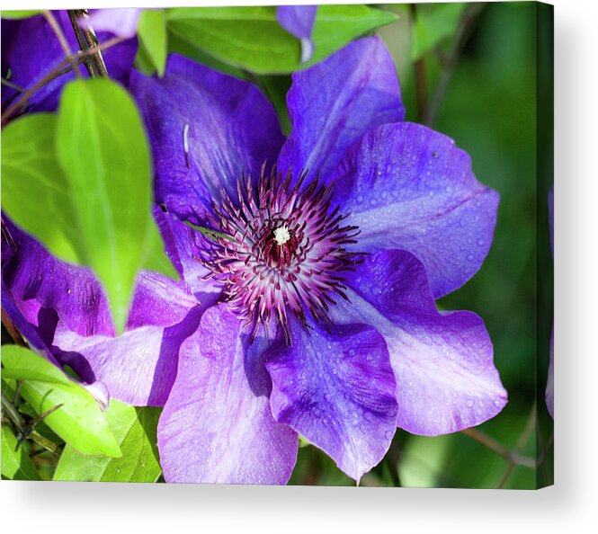 Clematis Acrylic Print featuring the photograph Perfectly Purple The President Clematis Blossom by Kathy Clark