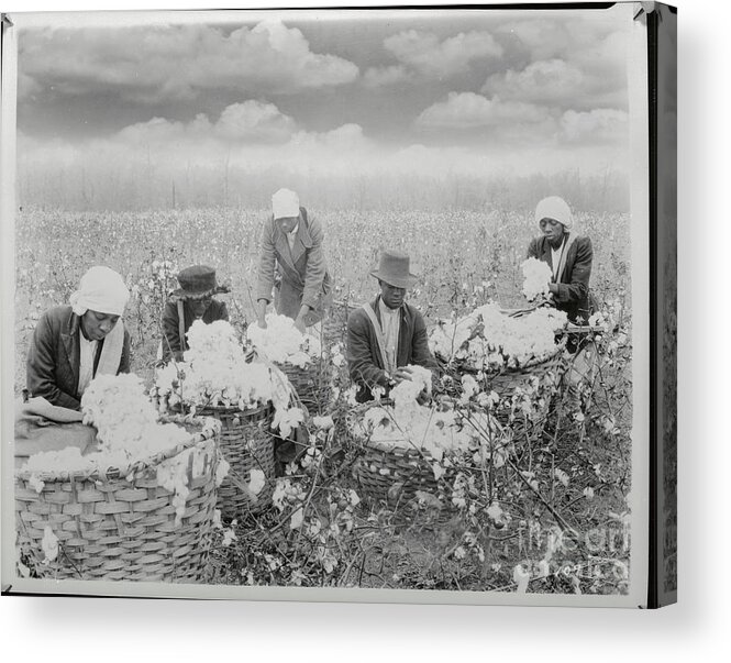Working Acrylic Print featuring the photograph Picking Cotton On The Mississippi Delta by Bettmann
