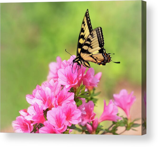 Azalea Acrylic Print featuring the photograph Pink and Yellow by Art Cole