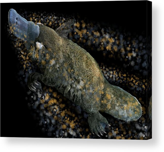Platypus Acrylic Print featuring the drawing Platypus at Night by Joan Stratton