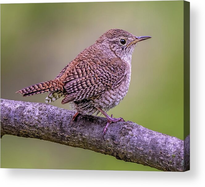Winter Wren Acrylic Print featuring the photograph Plump And Perky by Wes Iversen