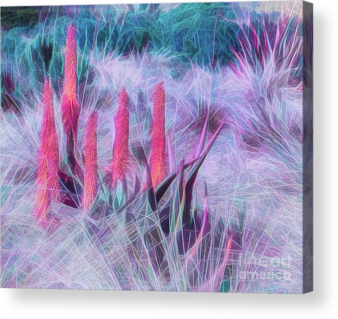 Art Acrylic Print featuring the photograph Poker Plants in Pinks and Blues by Roslyn Wilkins