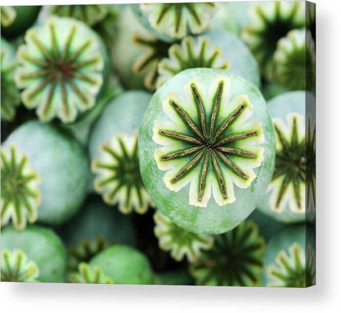 Natural Pattern Acrylic Print featuring the photograph Poppy Seed Heads by A J Withey