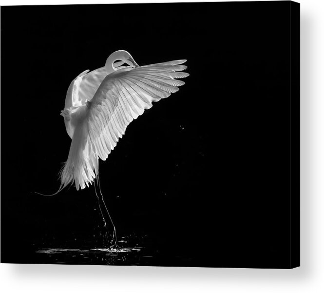 Egret Acrylic Print featuring the photograph Portrait Of A Great White Egret by Kevin Wang