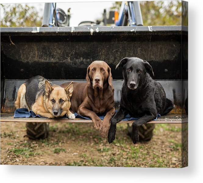 Dogs Acrylic Print featuring the photograph Portrait Of Dogs Sitting On Bulldozer Blade by Cavan Images