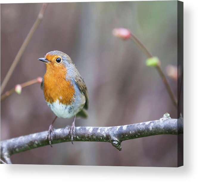 Animal Themes Acrylic Print featuring the photograph Posing Robin by Tess Axelsson