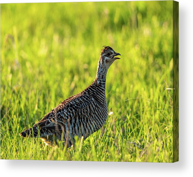 Greater Prairie-chicken (tympanuchus Cupido) Acrylic Print featuring the photograph Prairie Chicken Hen by Jeff Phillippi