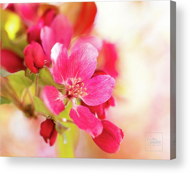 Garden Acrylic Print featuring the photograph Pretty in Pink by Pamela Taylor
