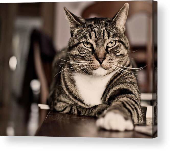 Alertness Acrylic Print featuring the photograph Proud Cat by Olga Tremblay