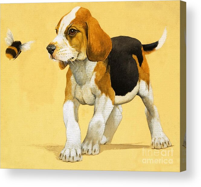 Puppy Acrylic Print featuring the painting Puppy Dog by English School