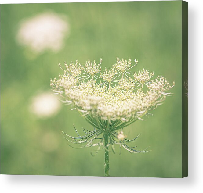 Queen Anne's Lace Acrylic Print featuring the photograph Queen Anne's Lace by Lori Rowland